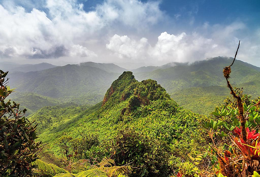 Forêt tropicale d'El Yunque à Porto Rico