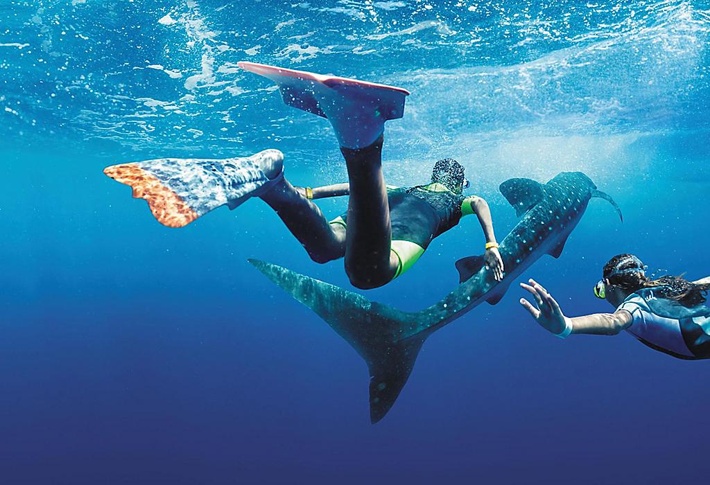 Snorkelling with Whale Sharks 
