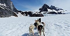 Alaska Dog Sledding Excursion 