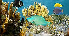 Colorful Coral Reefs and Marine Life of the Bahamas