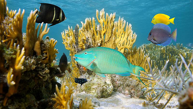 bahamas colorful coral reefs and marine life
