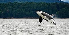 Orca Jumping Over the Water