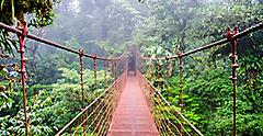 Rainforest Bridge in Costa Rica