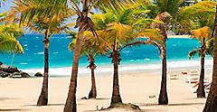 Southern Caribbean Beach with Palm Trees