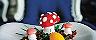 Wonderland Mystical Mushrooms