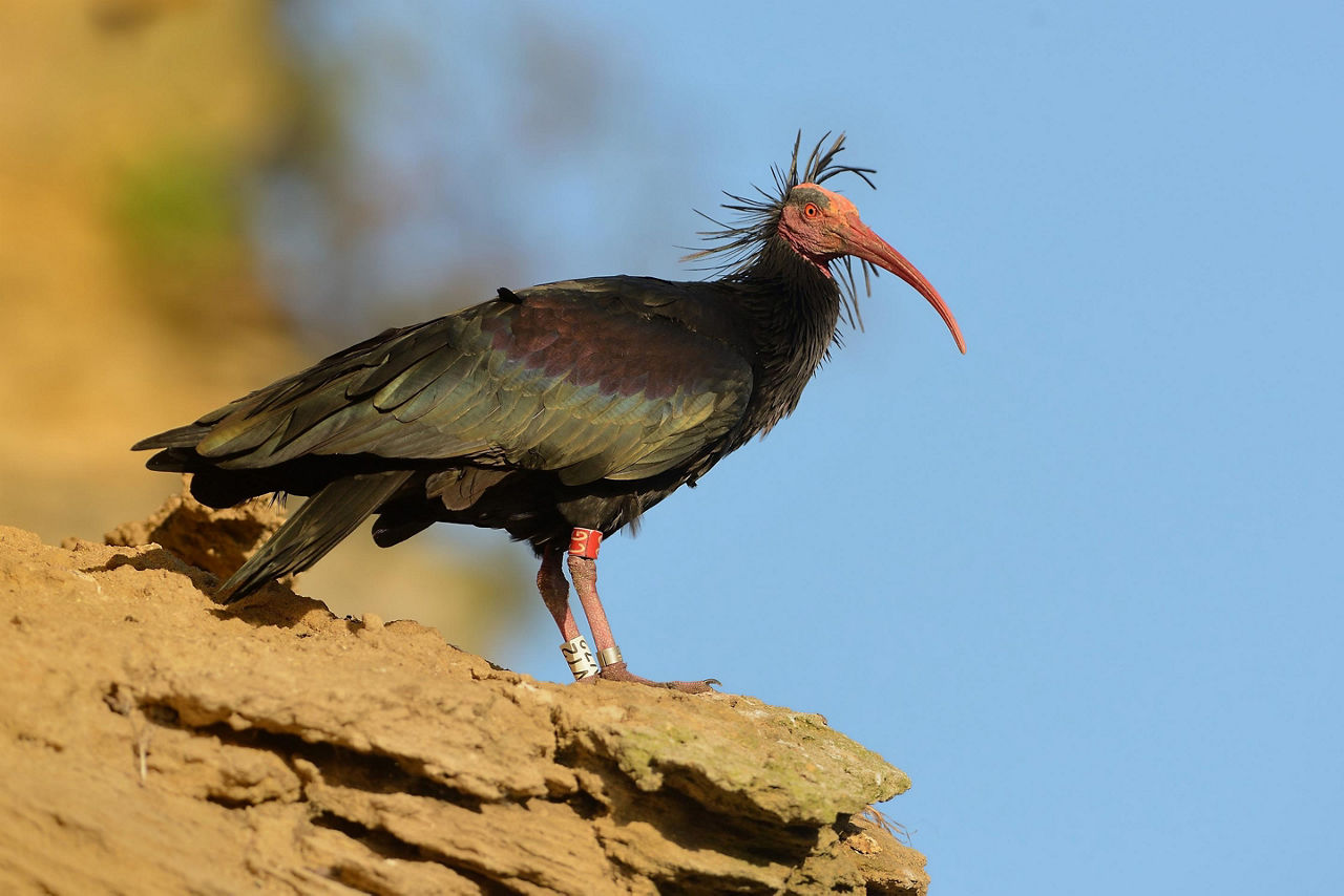 A bald ibis standing on a rock