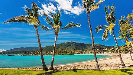 A sandy beach with palm trees in Airlie Beach, Australia