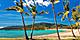 Airlie Beach, Queensland, Australia, Sandy beach with palm trees