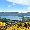 Yellow flower bushes in a scenic view of the ocean bay in Akaroa, New Zealand