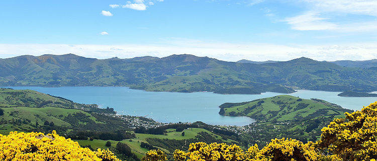Yellow flower bushes in a scenic view of the ocean bay in Akaroa, New Zealand