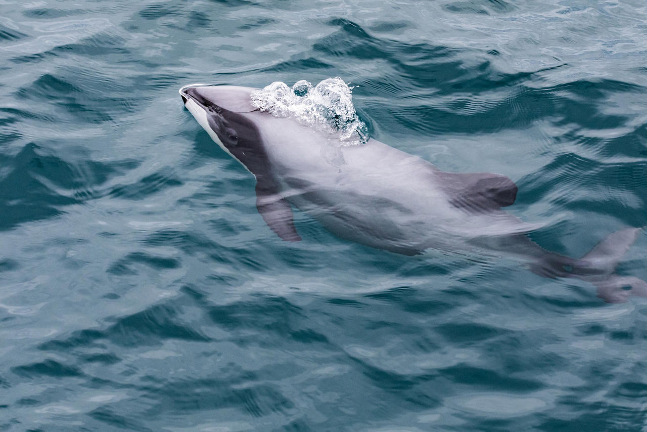 Hector's dolphins swimming in the ocean of New Zealand