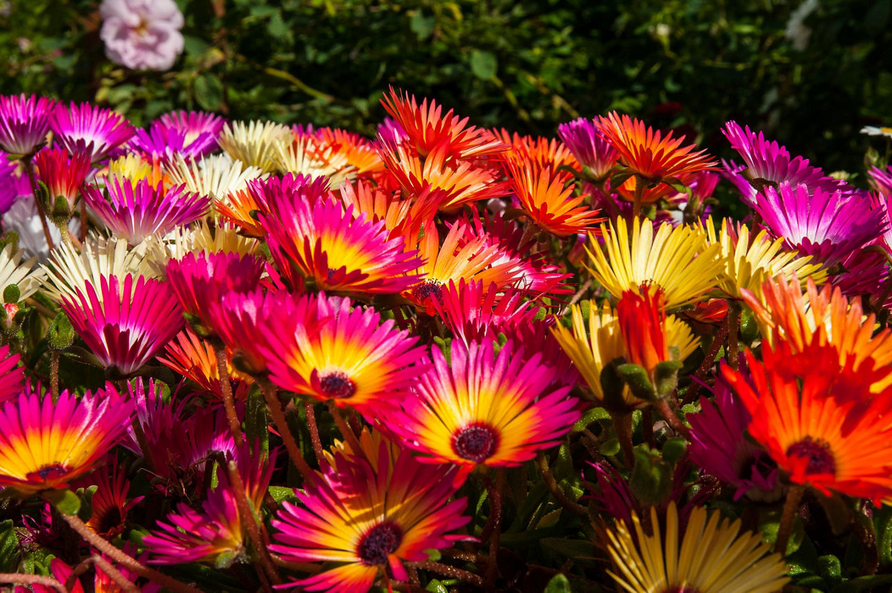 Colorful flowers at a botanical garden in Akureyri, Iceland