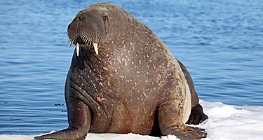A walrus resting on ice