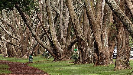 A trail between several large trees in Cornwall Park in Auckland, New Zealand