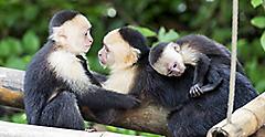 Capuchin Monkey Family, Banana Coast, Honduras