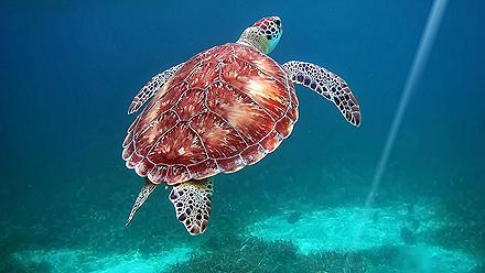 Belize Turtle Marine Reserve. Belize City.