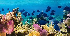 Mesoamerican Reef Surgeonfish. Belize City. 