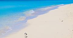 Bird Tropics Beach, Bimini, Bahamas 