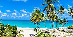 Bottom Bay Beach Palm Trees, Bridgetown Barbados