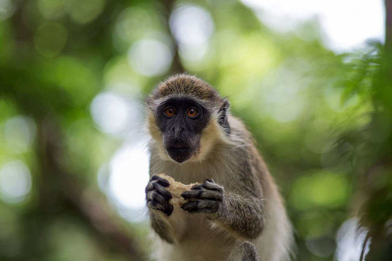 Wildlife Reserve Monkey Eating, Bridgetown Barbados 
