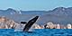 Humpback whale breaching the waters of Cabo San Lucas. Mexico.