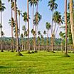 Lawn rows of coconut palm trees on grass fields in Champagne Bay, Vanuatu