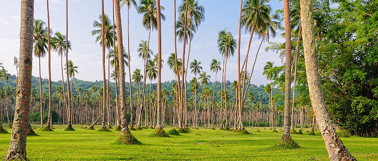 Lawn rows of coconut palm trees on grass fields in Champagne Bay, Vanuatu