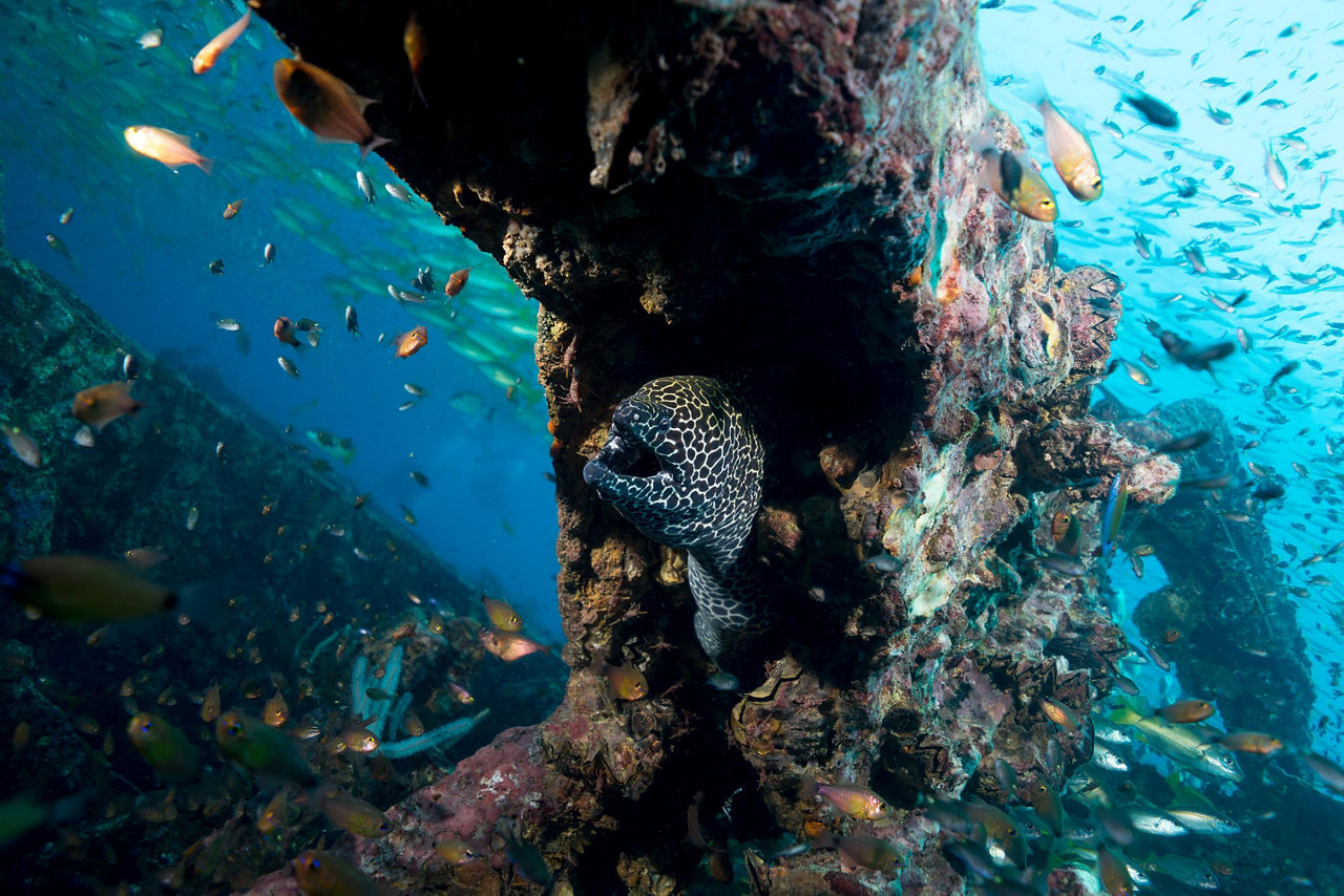 President Coolidge ship wreck dive sites in Champagne Bay, Vanuatu