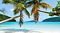 John Beach Palm Trees, Charlotte Amalie St. Thomas 