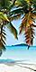 John Beach Palm Trees, Charlotte Amalie St. Thomas 