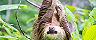Colon, Panama Sloth Hanging On Tree