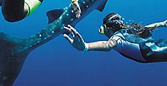 Swimming with Whale Sharks Underwater, Cozumel, Mexico 