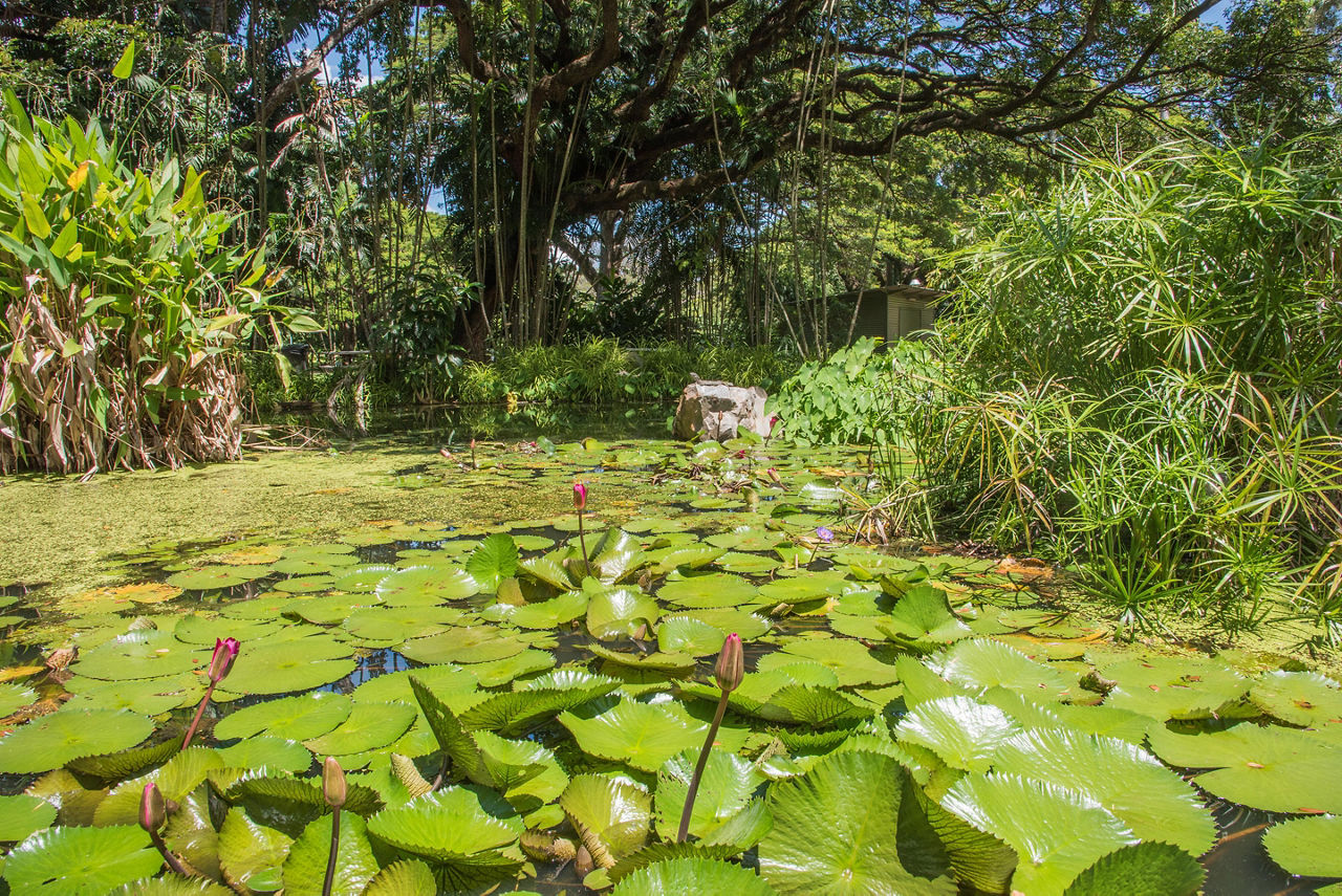 A water lily pond at the Botanical Garden in Darwin, Australia