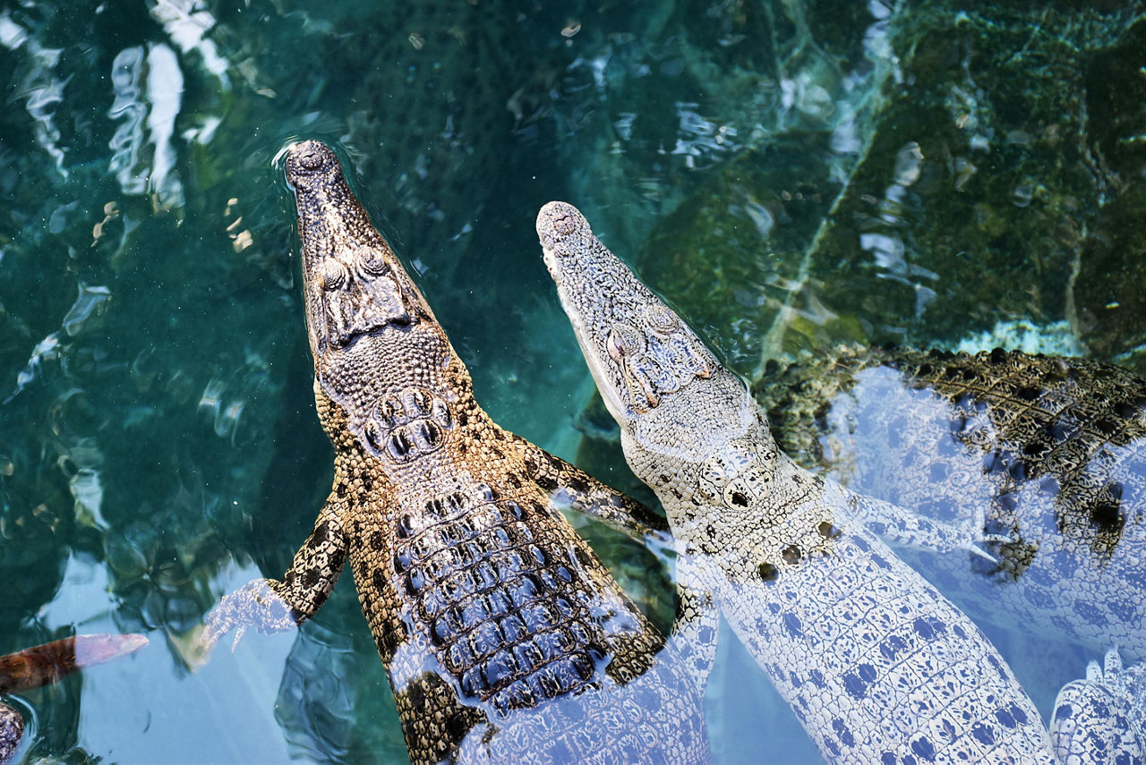 Two crocodiles in a river in Darwin, Australia