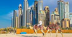 Dubai, United Arab Emirates Camels Skyline