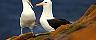 Dunedin, New Zealand Albatross