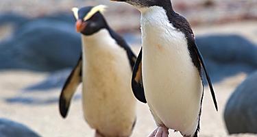 Fiordland crested penguins on the coast of New Zealand