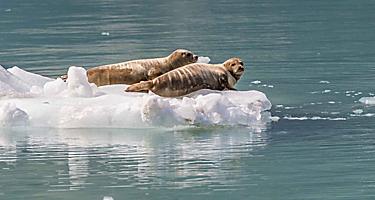 endicott arm dawes glacier harbor seals