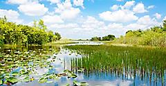Everglades Swamp, Fort Lauderdale, Florida
