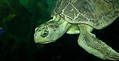 Close up of a turtle seen in the Aquarium Pyramid. Galveston, Texas.