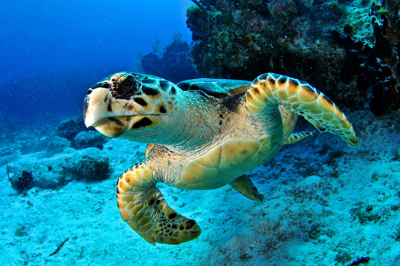 Hawksbill Turtle Close-Up, George Town, Grand Cayman