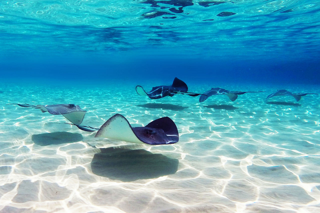 Stingrays Swimming,  George Town, Grand Cayman
