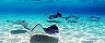 Stingrays Swimming,  George Town, Grand Cayman