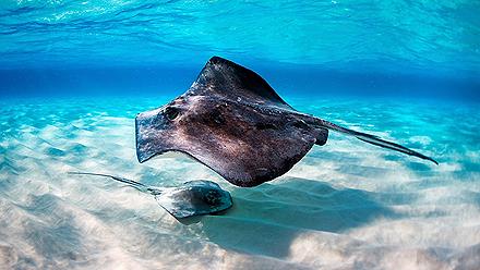 Stingrays Together Swimming, George Town, Grand Cayman