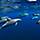 Bahamas Dolphins Underwater Swimming, Grand Bahama Island