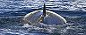 Halifax, Nova Scotia Minke Whale Going Underwater