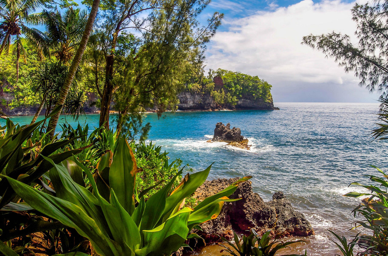 Rocky shore of a rain forest in Hilo, Hawaii
