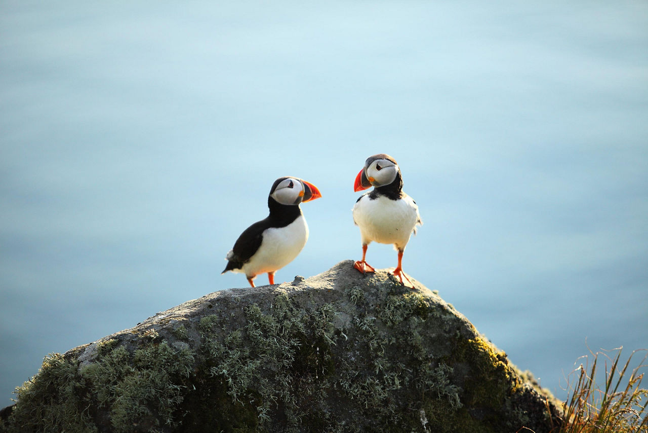 Two Puffins Standing on a Rock, Honningsvag, Norway