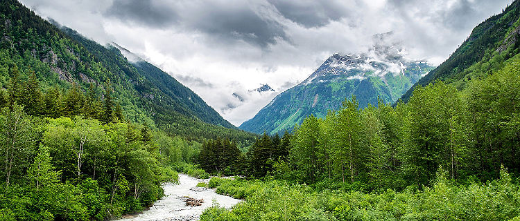 National Park Forest, Inside Passage, Alaska