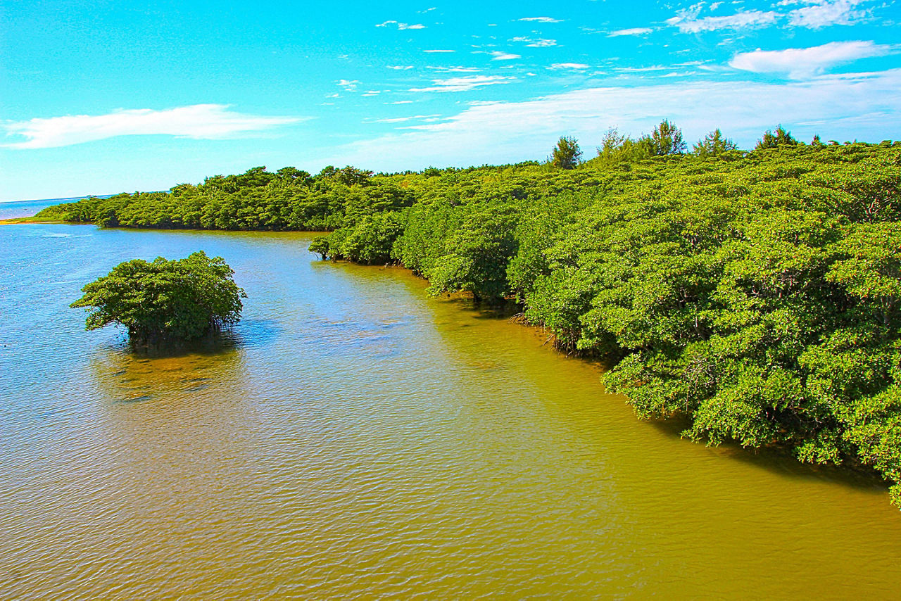 River with forest mangrove in Ishigaki, Japan
